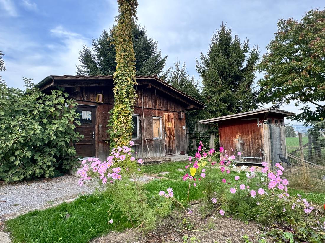 Das Bienenhaus aus Holz im Garten, davor blühende rosa Cosmea